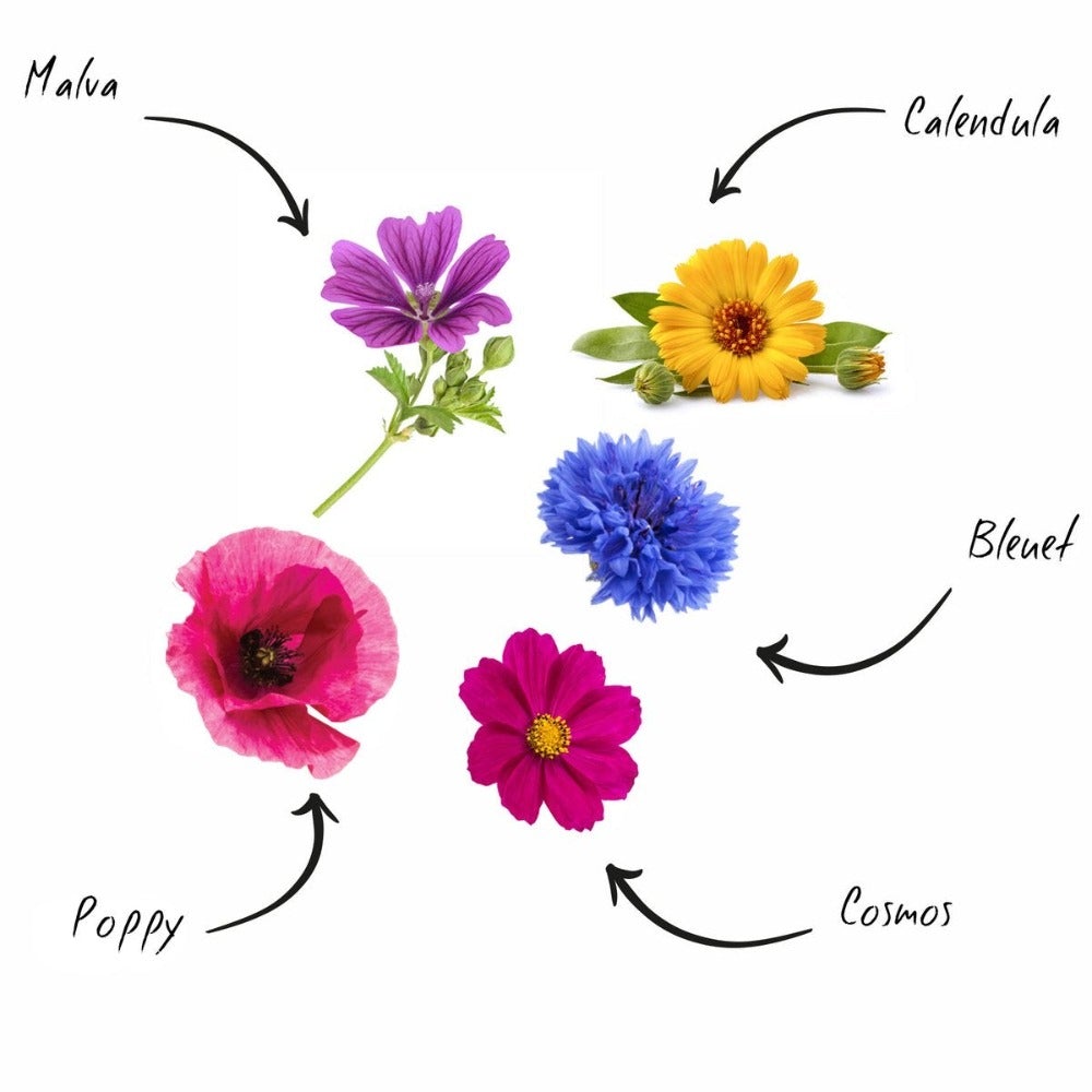 5 Sorten essbare Blumen im praktischen Anzuchtset - GartenX - Pflanzen- & Kräuteranbausets